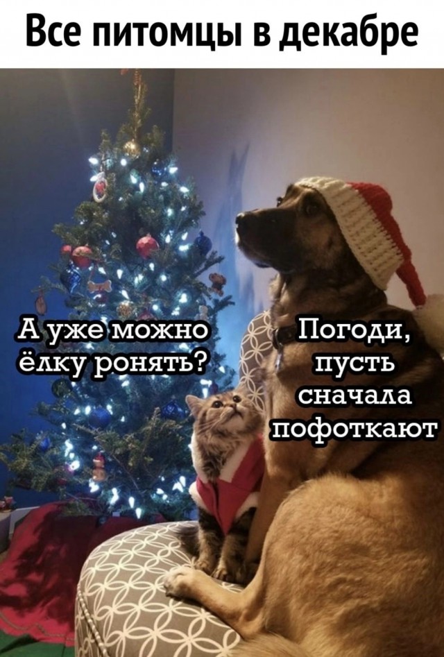 Как защитить елки от своих домашних питомцев