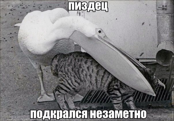 Картинки и мемы для настроения - 27