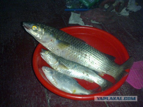 Рыбов показываю