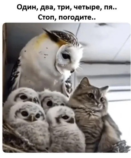 Весёлый полтишок 14.05.25.