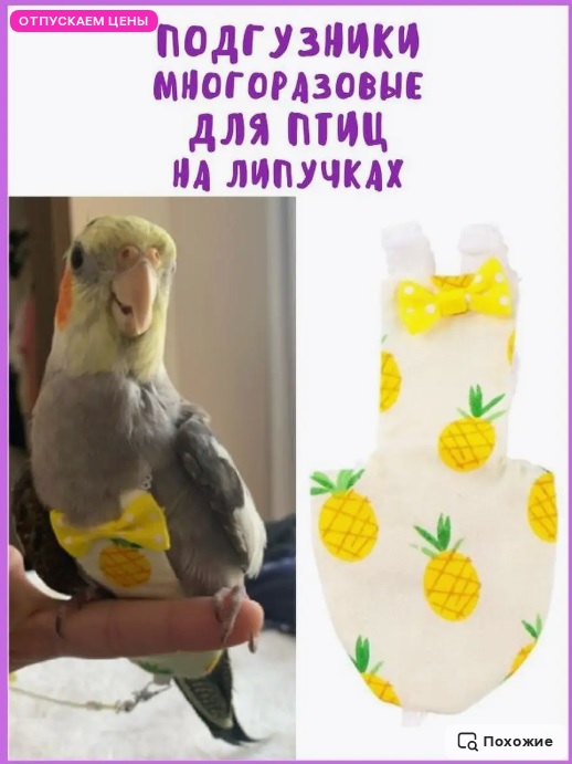 Девушка спасла умирающего на дороге радужного лорикета, после чего попугай привёл своих друзей