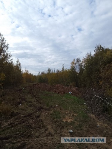 Лесные зарисовки