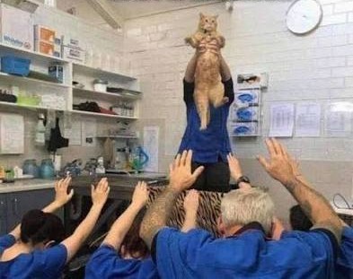 К котофторнику