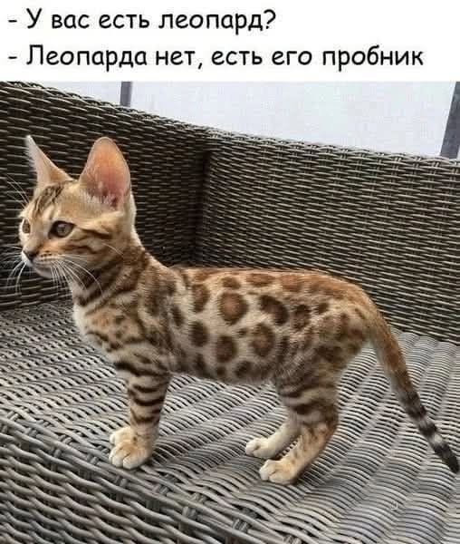 Картинки для деградации 234 (разной степени свежести)