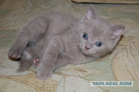 Котовторник 18.03.2014