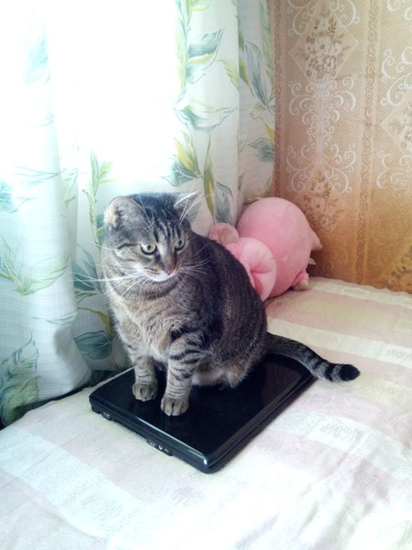 Котовторник 29.04.14.