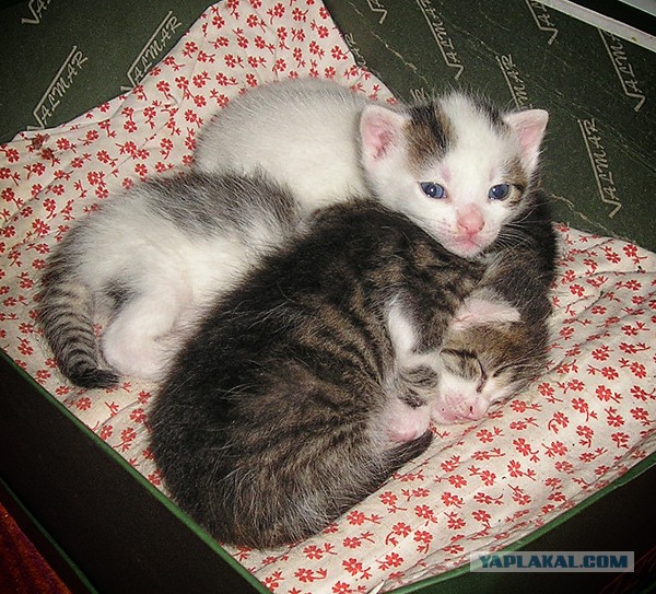 Котовторник 17.06.2014