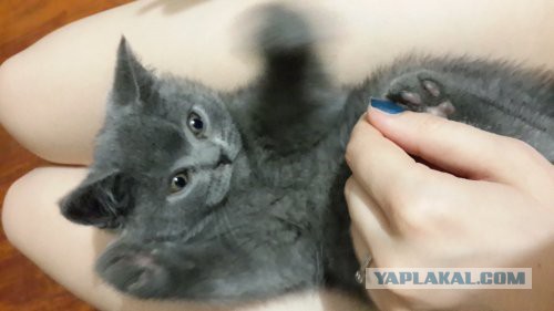 Котовторник 12.08.2014