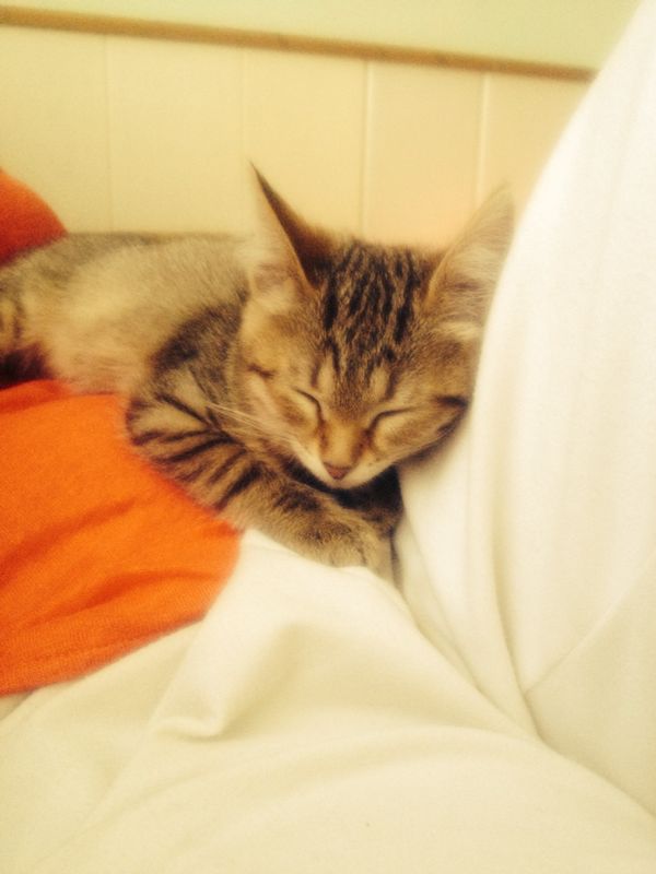 Котовторник 19.08.2014