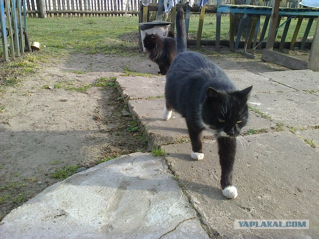 Котовторник 11.11.2014