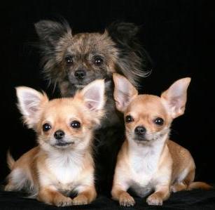 "Милый" лабрадор напал на 3-летнего ребенка