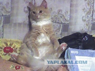 Когда в доме есть кот...