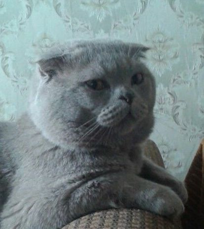 Котовторник  21.07.2015