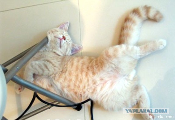 Как спят кошки....