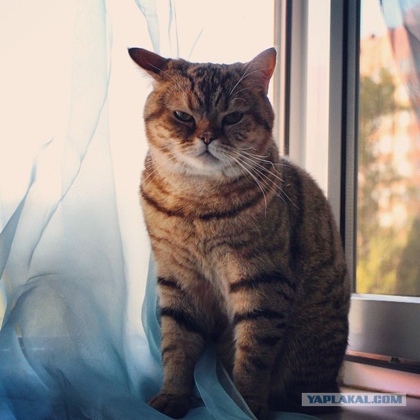 Котовторник наступил!:)