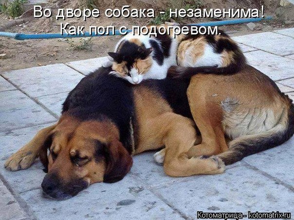 Прикольные картинки
