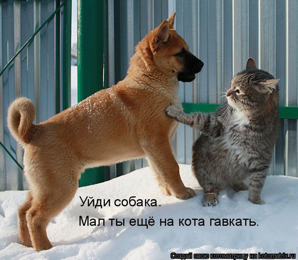 Опасный котэ