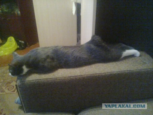 Котовторник 19.01.2016