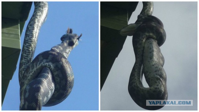 А тем временем в Австралии