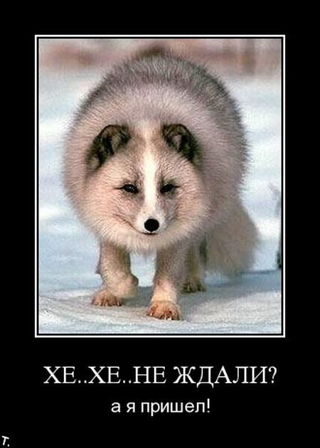 Путин поручил Минздраву рассмотреть передачу перевозок скорой частникам