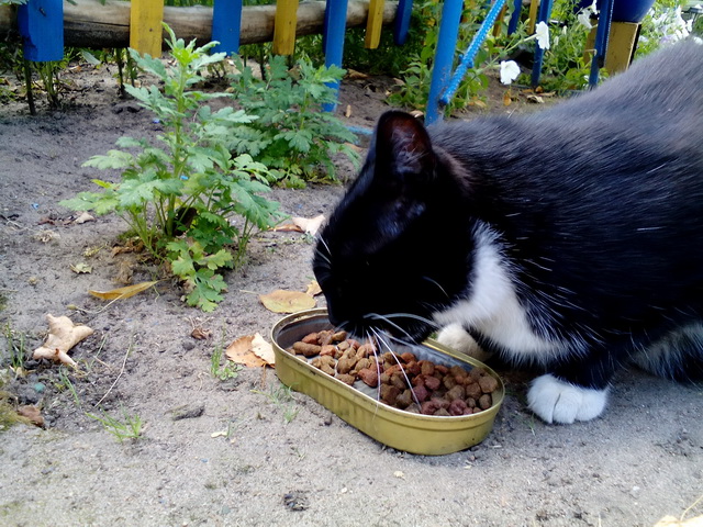 Котовторник 19.04.2016