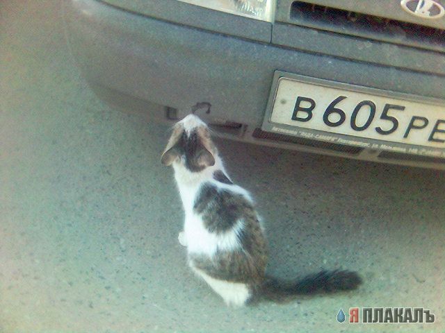 Котомет на вторник!