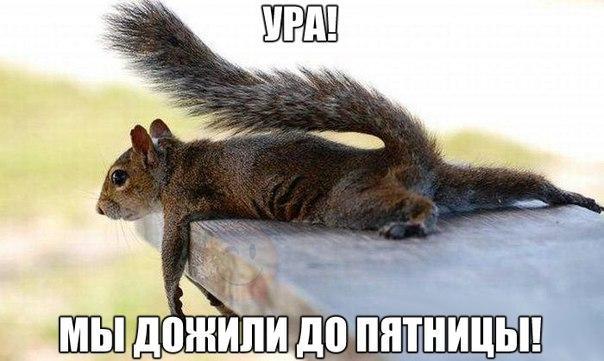Божьи твари