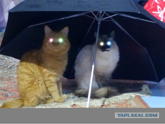 Котовторник 28.06.2016