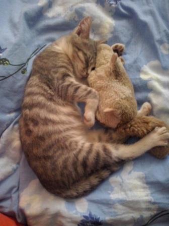 Котовторник 05.07.16