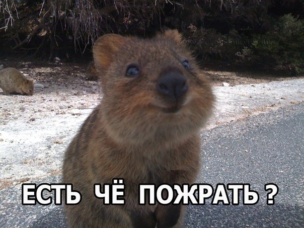 Мохнатые беспредельщики