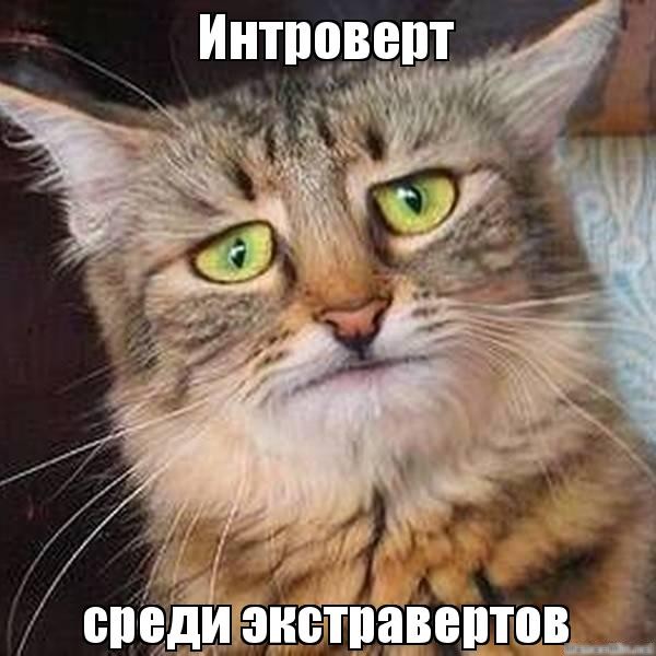 Ещё раз об интровертах