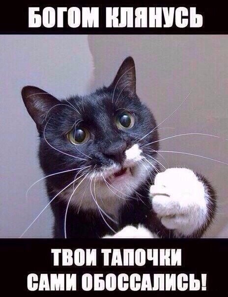 Прикольные животные