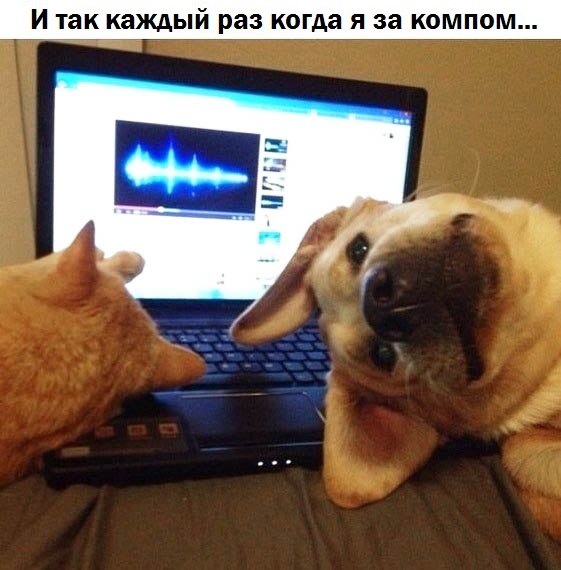 Прикольные животные
