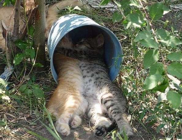 Коты из сети