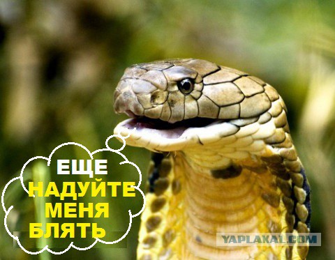 Как различать ядовитых и неядовитых змей