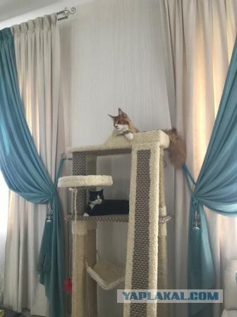 Коты и Кошки
