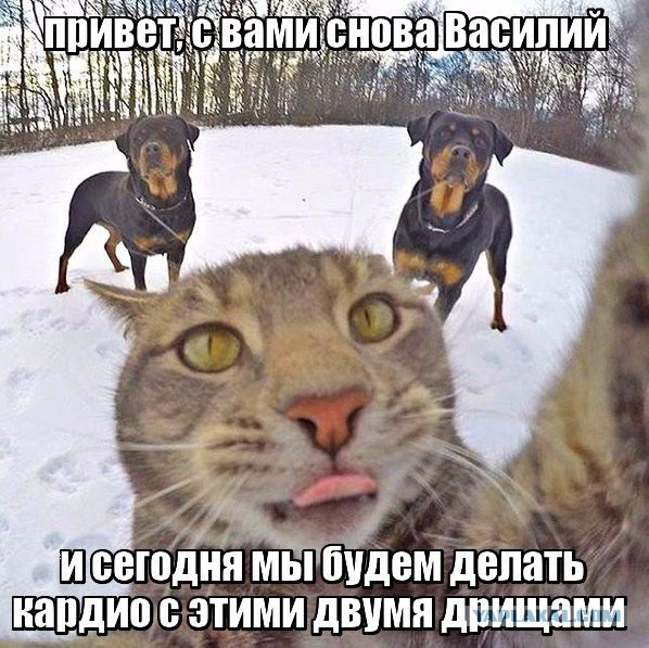 Селфи-кот выложил новые фотки
