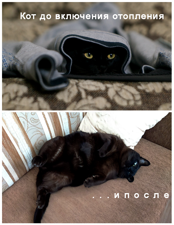 Котовторник 27.03.2018