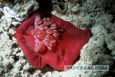 Голожаберники