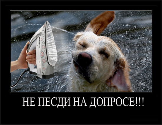 Эй! Ну погладь котика! Погладь кота