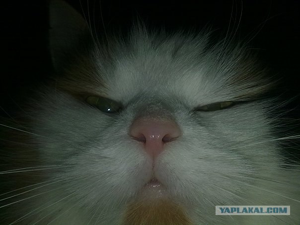 Котовторник, для любителей кошек