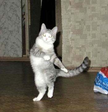 Сонный Котовторник