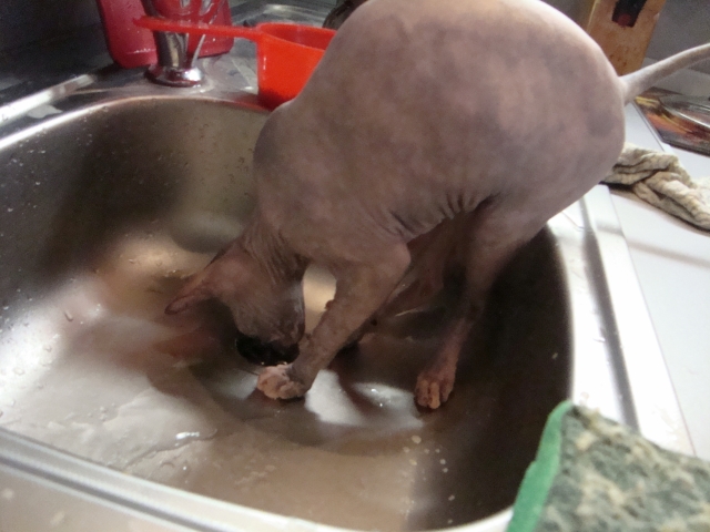 Котовторник 06.09.11
