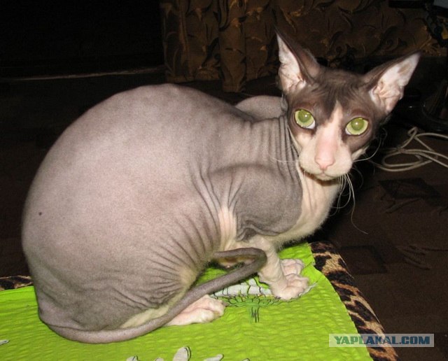 Котовторник! 08.11.11