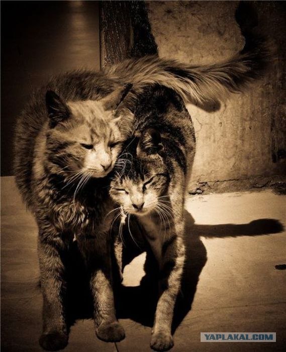 Котовторник 10.04.2012