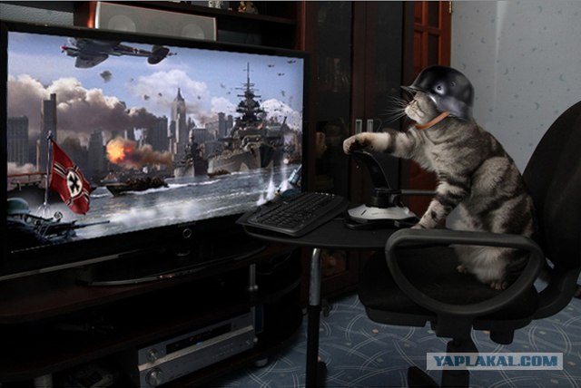 Кот тоже любит играть!