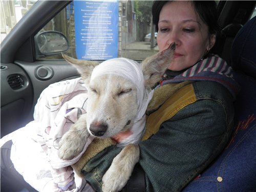 С бездомного пса сняли удушающую жестяную банку