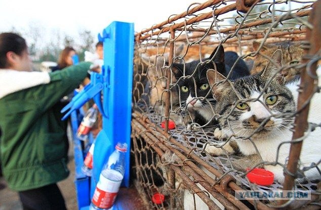 Полиция спасла 500 кошек,