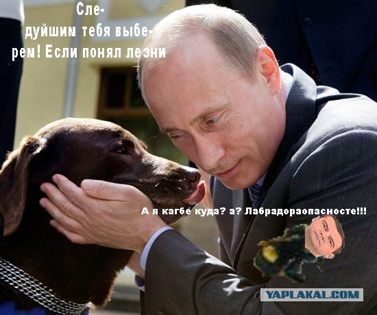 Путин и лабрадор