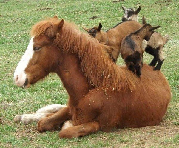 Живность из сети